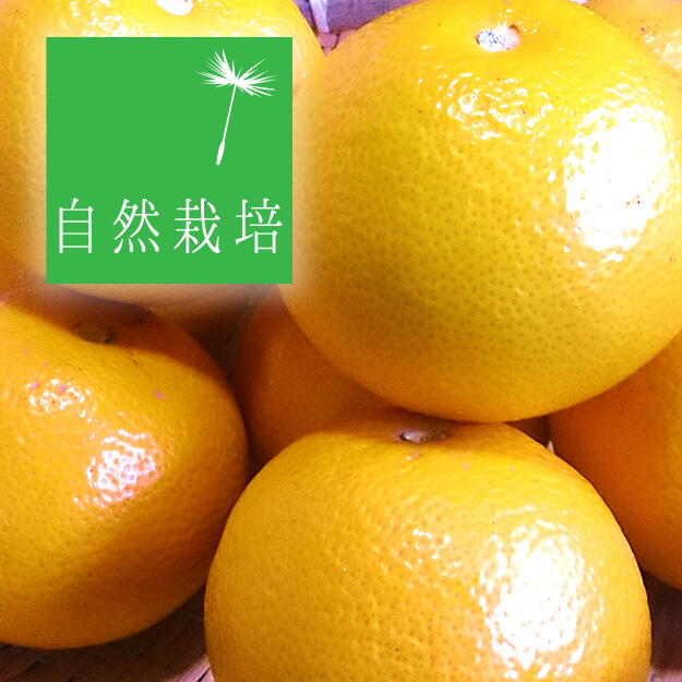 自然栽培　完熟ハッサク